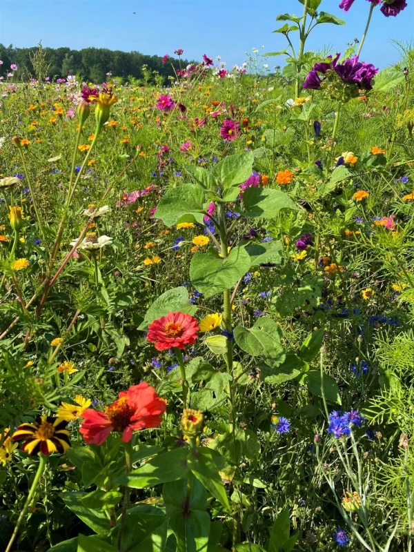 Faszinierende blühende Wiese mit leuchtenden Farben und einem Hauch von Wildnis