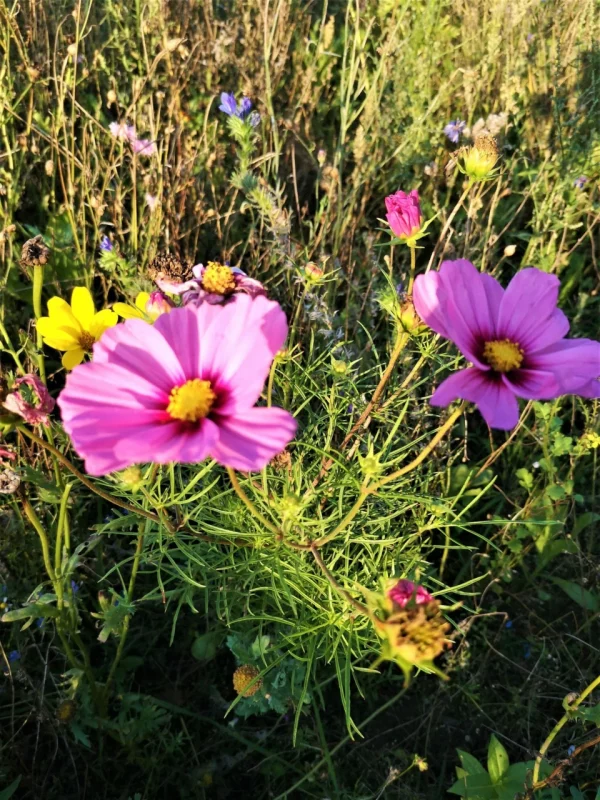 Cosmeen-Blüte in Patenschaft für Naturschutz und Artenvielfalt