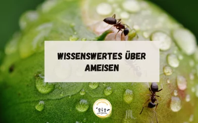 Wissenswertes über Ameisen