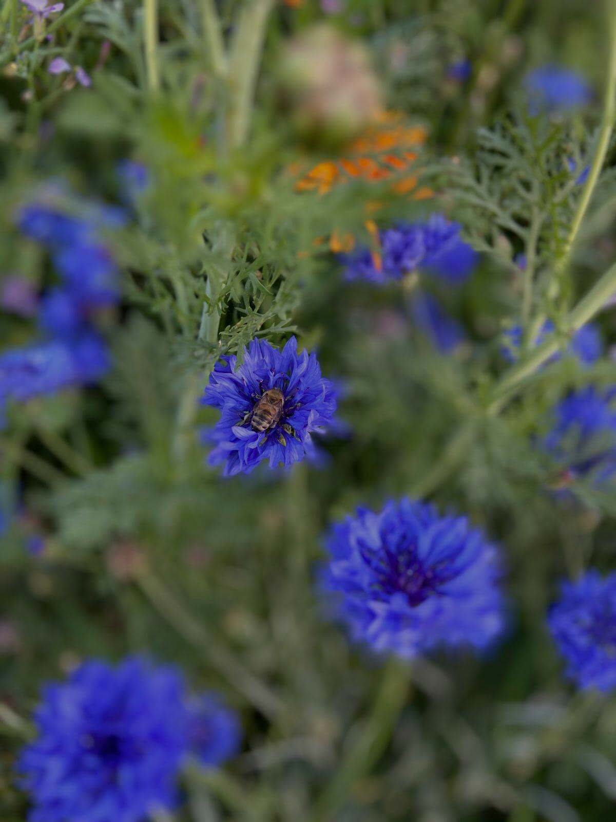 Biene in blauer Blume