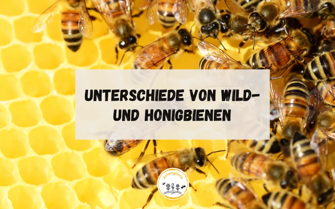 Unterschiede von Wild- und Honigbienen
