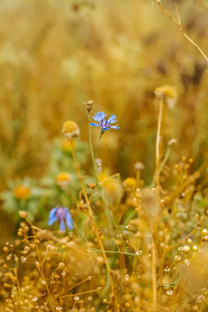 Blume mit blauer Blüte in Kornfeld