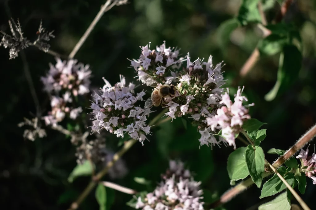 Biene auf einer Lavendelblüte